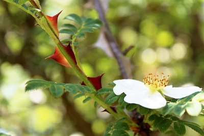 Rosa omeiensis 'Pteracantha' - růže omejská - květ a trn